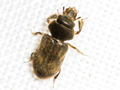 Heterocerus fenestratus